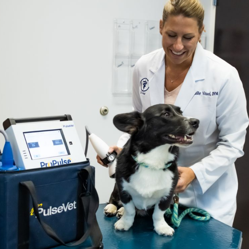 PulseVet Shockwave Therapy Image